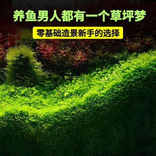 爬地矮珍珠前景草坪鱼缸造景水草