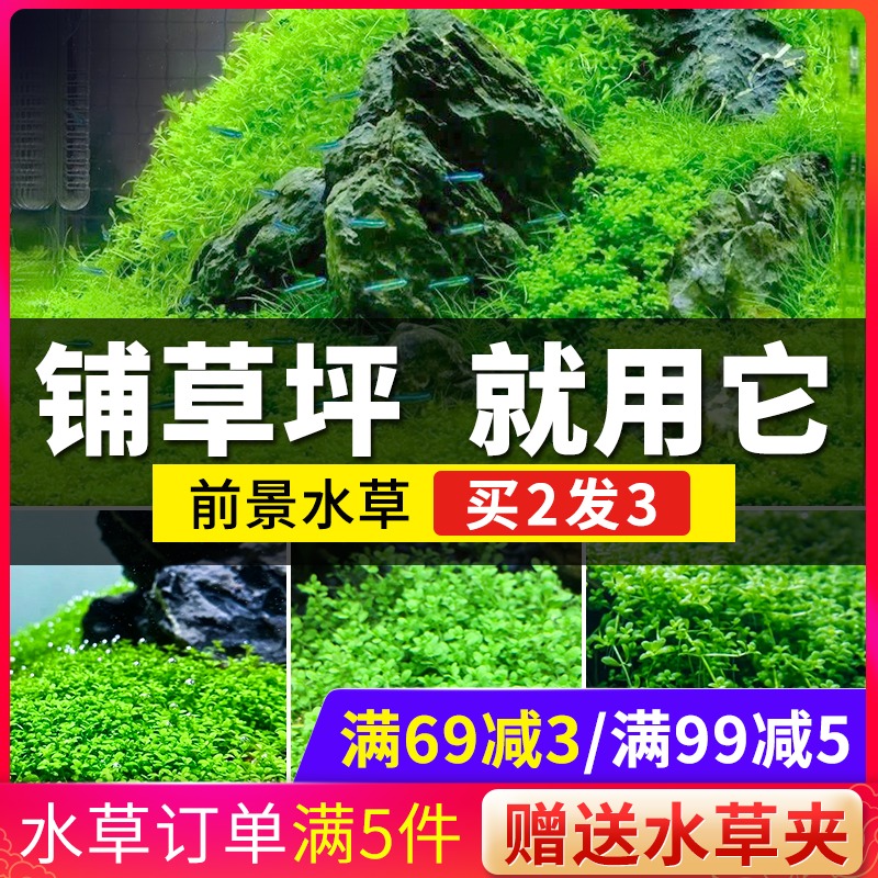 前景水草品牌精品汇聚 价格大全移动版 最宠网