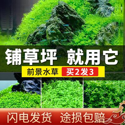 鱼缸前景真水草植物迷你矮爬地矮珍珠牛毛活体水族装饰造景草坪 心爱生态水族 淘优券