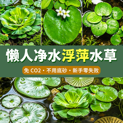 浮萍水芙蓉圆心萍一叶莲生态鱼缸造景漂浮水草净化水质懒人绿植