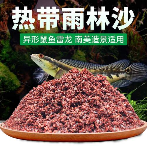 热带原生雷龙异形底层鱼雨林沙