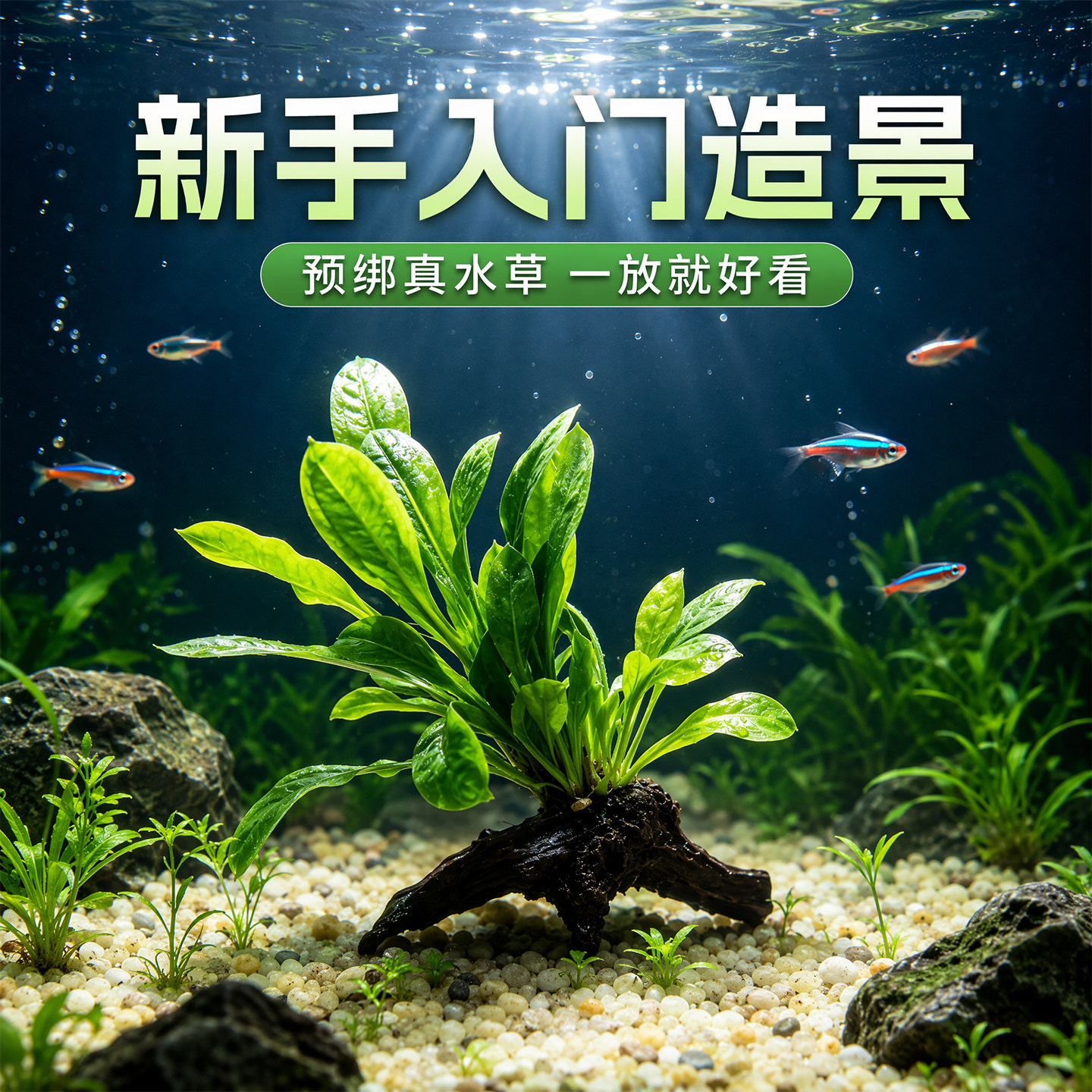 小型桌面超白鱼缸专用翡翠皇冠沉木水草阴性好养小鱼躲藏造景植物
