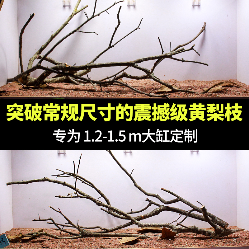黄梨木树枝鱼缸造景天然鹿角枝