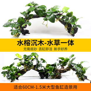 鱼缸造景沉木水草大叶水榕水培植物阴性真草全套大缸榕树装 饰绿植