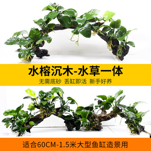 鱼缸造景阴性植物水榕沉木拱桥