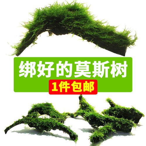鱼缸造景莫斯树成品三角沉木天然