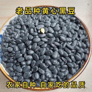 黑豆黄心老品种农家自种四川肾形黑豆非转基因有机药用打豆浆
