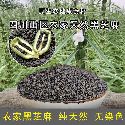 黑芝麻生老品种四川农家2026新货无染色打豆浆专选纯天然可药用