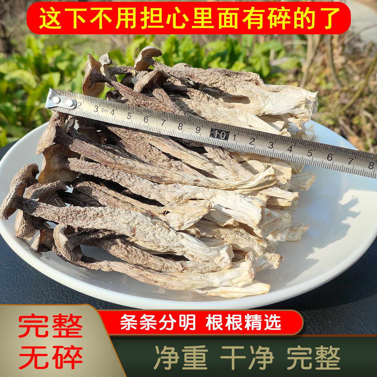 优质净重特鹿茸菇完整大朵干货煲汤干菇火锅级500g菌类香脆菇特产