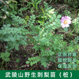 刺梨苗 武陵山刺梨 维C果苗 刺梨老桩黄刺梅树苗现挖绿植盆景包邮