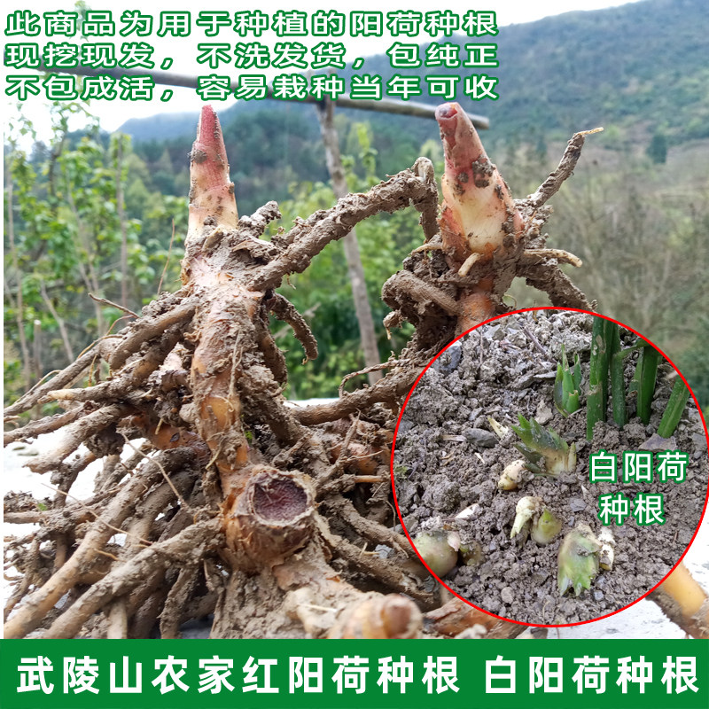 武陵山农家阳荷种根 红阳荷种苗 白阳荷苗 绿植盆栽 阳台蔬菜植物