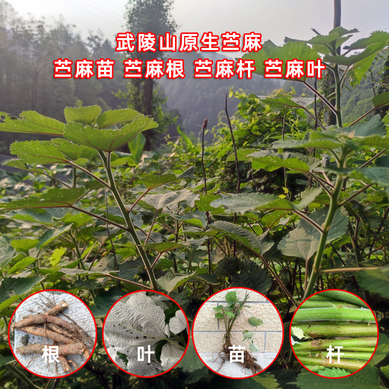 野生苎麻绿植药食同源