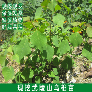 乌桕苗 武陵山乌桕树桩 绿植盆景 景观红叶 蜜源植物卷子花包邮