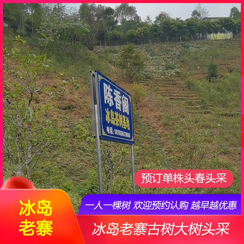 【冰岛老寨核心区】2026年头春纯料正品勐库大叶种晒青绿茶散毛茶