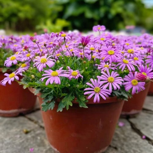 姬小菊盆栽花苗阳台庭院花园植物