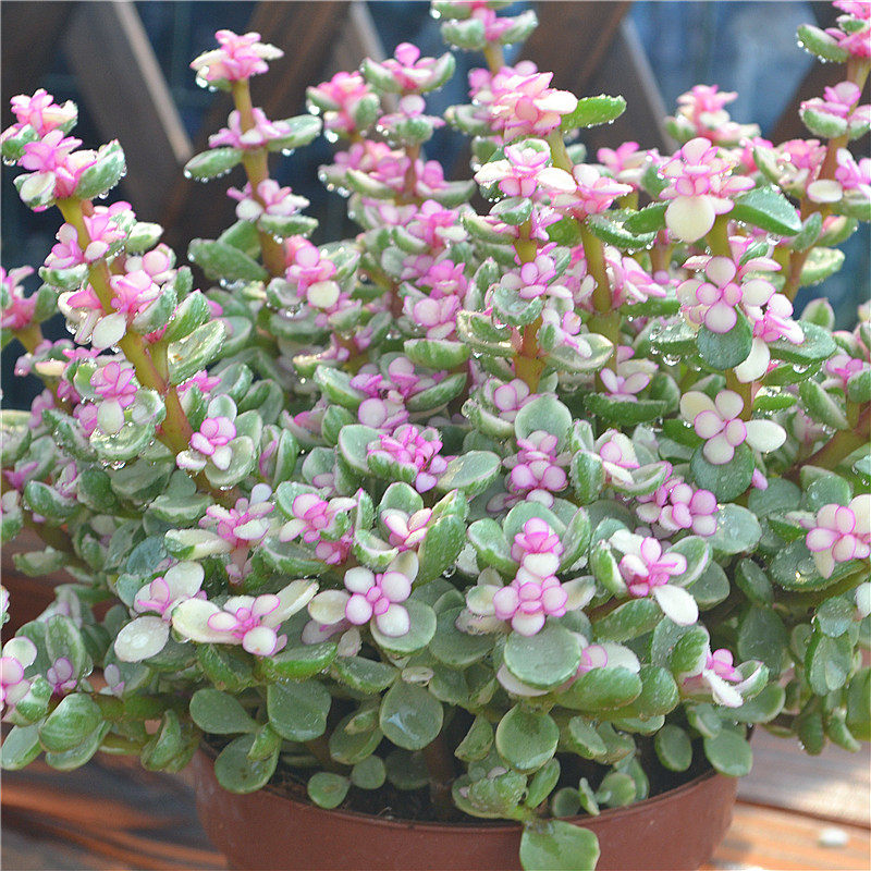 雅乐之舞金枝玉叶盆栽多肉植物室内盆栽办公室绿植防辐射特价包邮