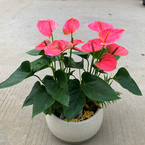 花烛红掌窗台室内懒人花绿植耐阴