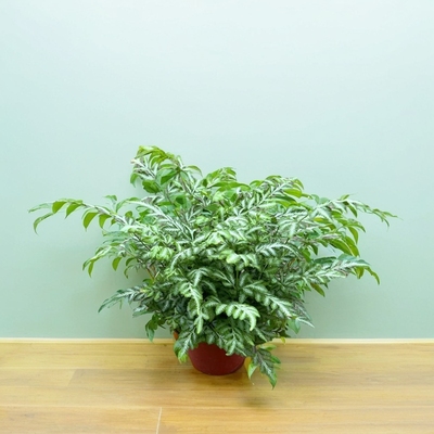 银线蕨盆栽plants室内绿植
