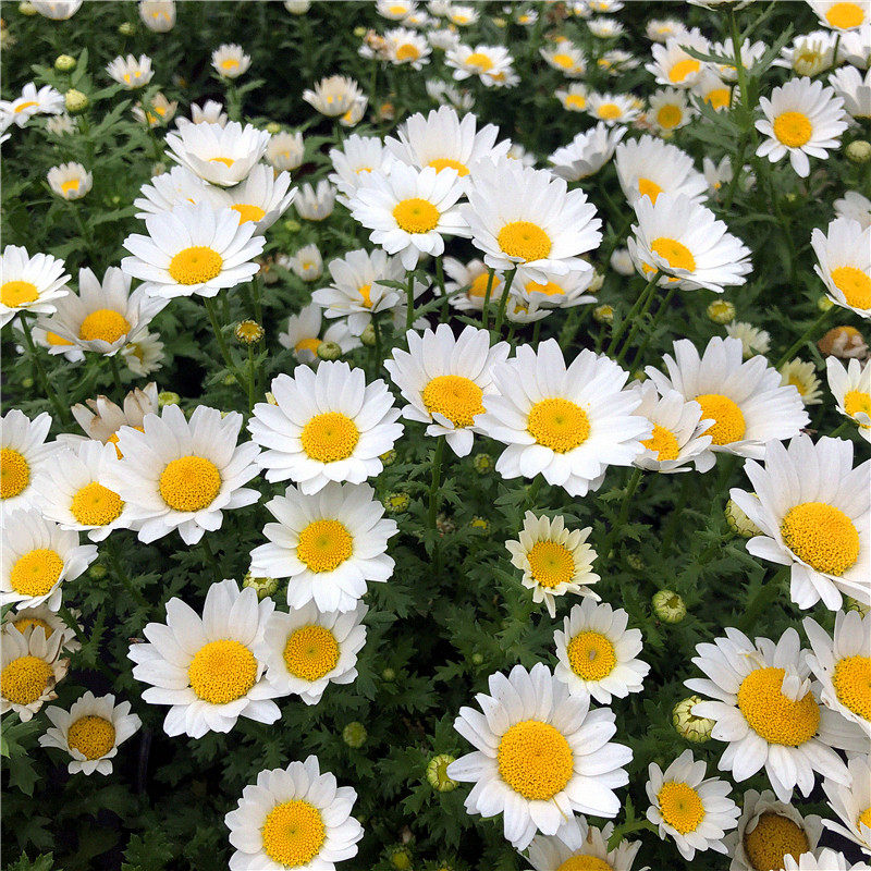 白金菊盆栽花苗洋甘菊庭院阳台花园植物花卉花期长耐养绿植花卉,鲜花速递/花卉仿真/绿植园艺,时令草本花卉,淘宝优惠券,粉丝福利购,淘宝优惠卷