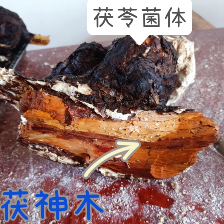 贵州野外生长茯苓木芯茯神木茯芯木茯苓心木