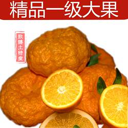 旬阳特产 冬青狮头柑树苗安康丑八怪不上火新鲜水果现摘10斤