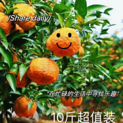 旬阳特产狮头柑新鲜水果吕河冬青柑子10斤装丑八怪不知火树苗