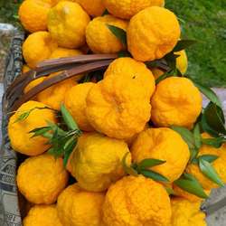 安康旬阳狮头柑10斤装包邮新鲜水果现摘现发