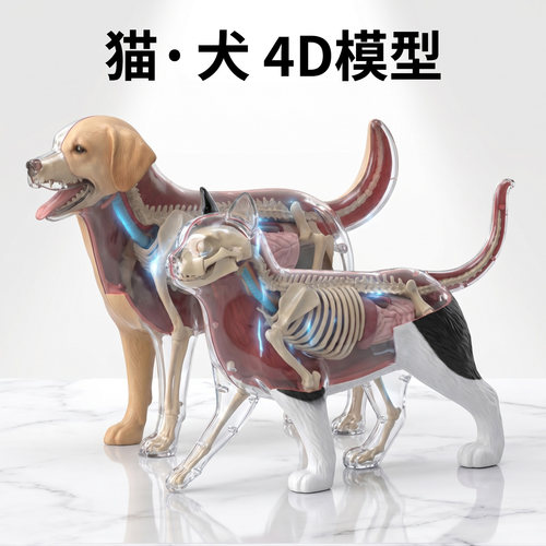 4D猫狗解剖模型可拆卸医学教具