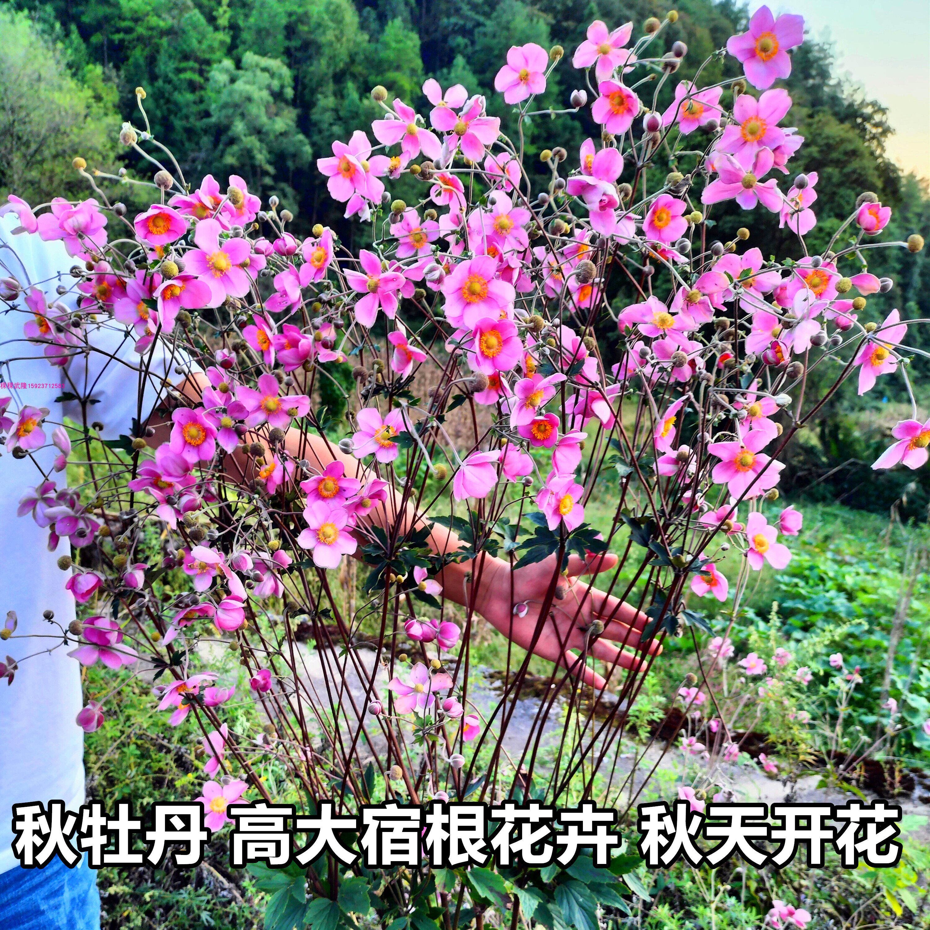 种根种子野棉花秋牡丹秋天开花