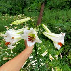 食用新鲜百合种球宜昌百合岷江百合药食百合种球千叶王百合