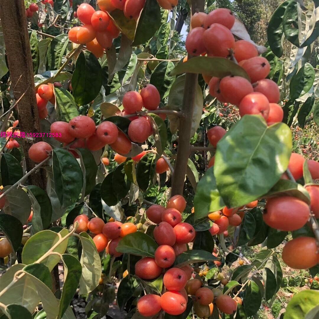 带果发货 当年结果嫁接纯甜羊奶果苗德甜二号室内果树苗四季盆栽