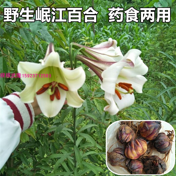 食用新鲜野生百合种球宜昌百合岷江百合药食百合种球千叶王百合