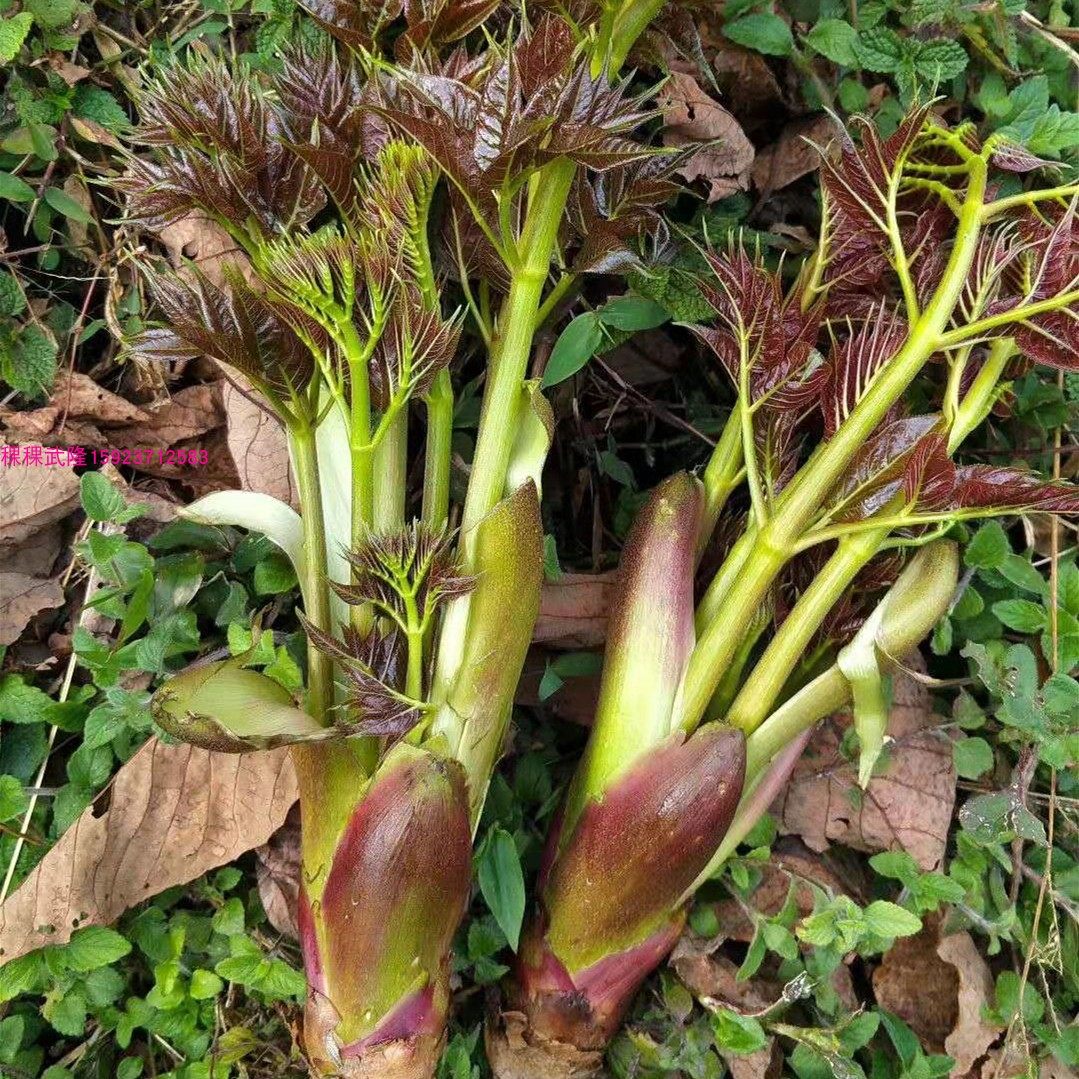 野生红刺包树苗 刺老芽苗 刺嫩芽苗 刺儿包树苗 新鲜刺嫩芽