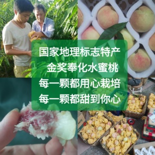 萧王庙农家正宗奉化水蜜桃子果园软硬甜玉露桃宁波产地摘顺丰邮政