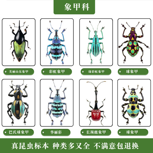 真昆虫标本象甲科品种多蝶语