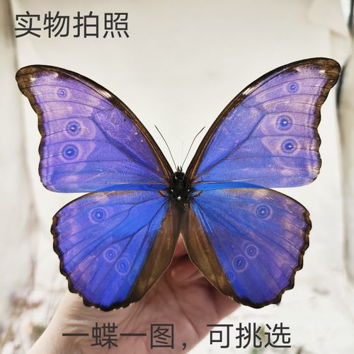 大蓝闪蝶蝴蝶标本蝶语便宜