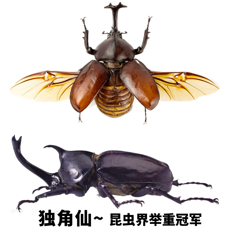 蝶语昆虫标本大型昆虫