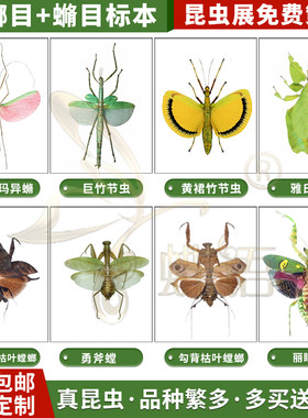 螳螂标本优惠券 螳螂标本价格 多少钱 麦穗日记