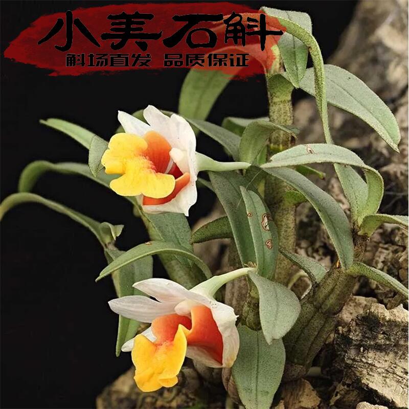 小美石斛苗 云南原生苗少有品种花色对版微景观造景好物 稀有限量