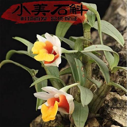 袖珍兰花小美石斛趣味盆栽小可爱