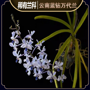 蓝钻万代兰开花精致雅致耐看漂亮附生兰花淡香稀有品种纯正易活易