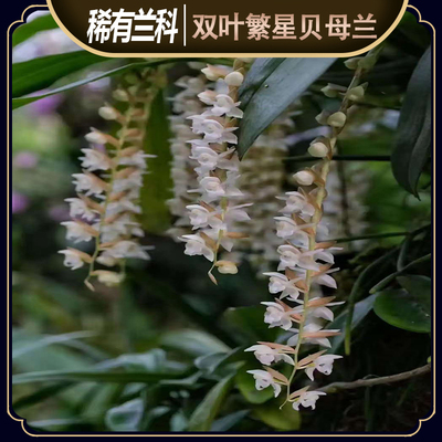 漂亮的兰花贝母兰精致可爱稀有款