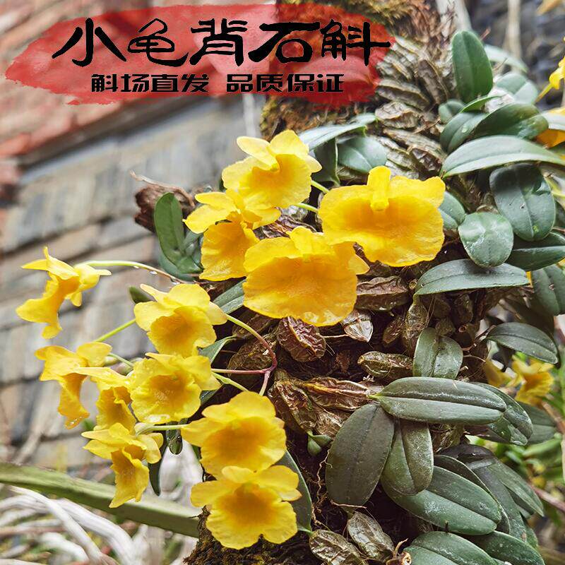 小龟背小黄花石斛苗易活好养黄色花袖珍假山微景观造景稀有兰花苗,鲜花速递/花卉仿真/绿植园艺,国兰/杂交兰/洋兰类,淘宝优惠券,粉丝福利购,淘宝优惠卷
