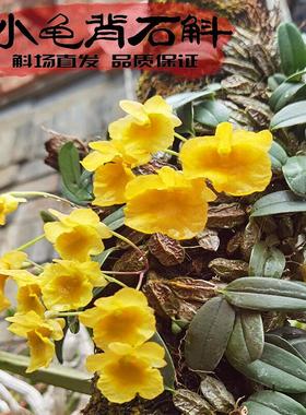 小龟背小黄花石斛苗易活好养黄色花袖珍假山微景观造景稀有兰花苗