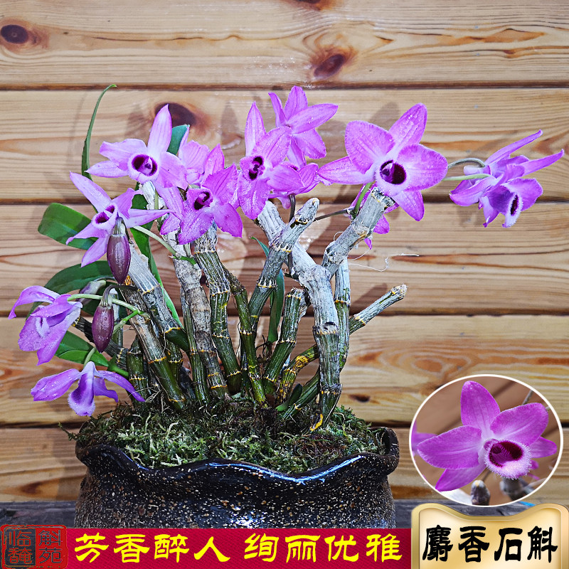 麝香石斛老挝原生苗 紫瓣 花浓香药用食用 花色艳丽耐看 临安斛苑