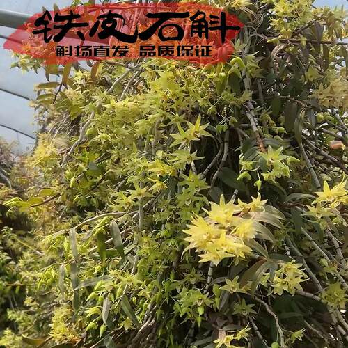 老品种铁皮石斛苗边种边吃花漂亮