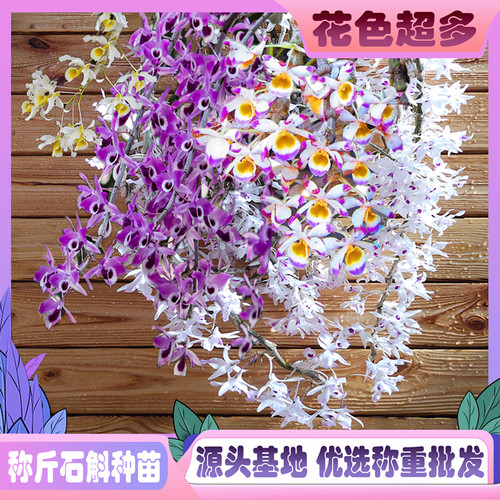 石斛兰花苗称处理基地直发易打理