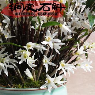 铜皮石斛苗云南特有矮胖品种浓香花似茉莉香直立型可药用食用枫斗