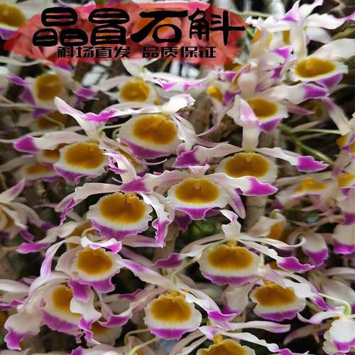 晶冒石斛兰株型直立花朵晶莹剔透