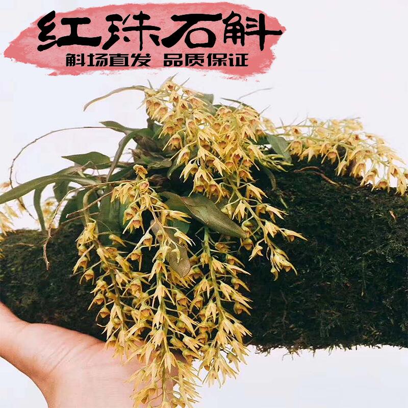红珠石斛苗正宗原生苗品种对版植株袖珍稀有药用食用石斛口感特好